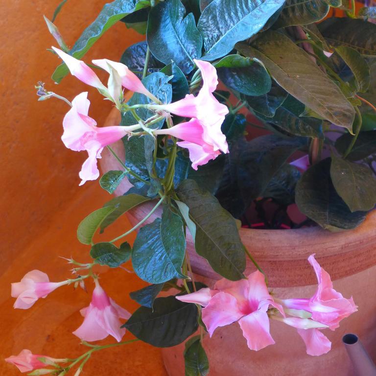 Hirondelle En Provence 3* Roussillon en Isere